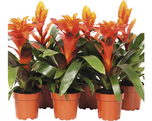 FloraSelf Bromelia-Cultivars H 43-53 cm ghiveci Ø 12 cm roșu