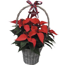 Crăciunița Poinsettia în coș cu mâner FloraSelf Euphorbia pulcherrima H 60-65 cm ghiveci Ø17 cm roșie