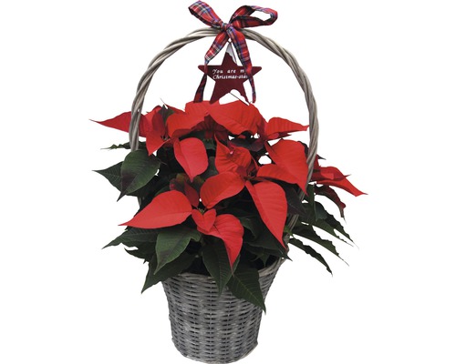 Crăciunița Poinsettia în coș cu mâner FloraSelf Euphorbia pulcherrima H 60-65 cm ghiveci Ø17 cm roșie