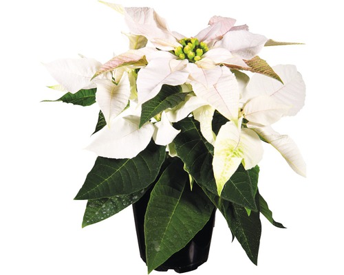 Crăciunița Poinsettia FloraSelf Euphorbia pulcherrima 'Princettia' H 12-15 cm ghiveci Ø 6 cm albă