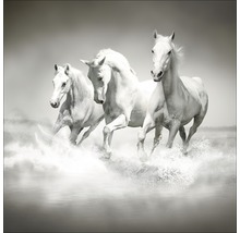 Tablou sticlă White Horses 80x80 cm