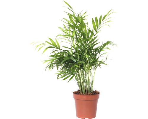 Palmierul pitic FloraSelf Chamaedorea elegans H 45-55 cm ghiveci Ø 12 cm Palmierul pitic FloraSelf Chamaedorea elegans H 45-55 cm ghiveci Ø 12 cm