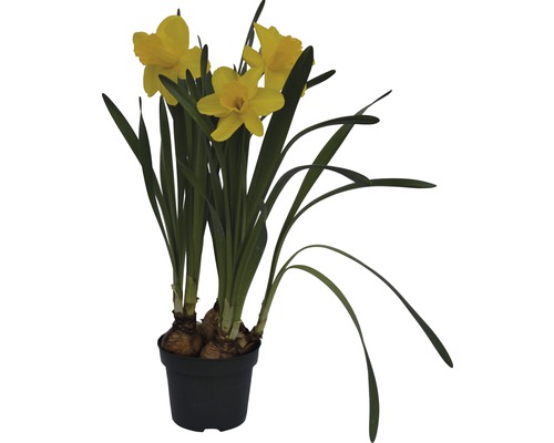 Narcise FloraSelf Narcissus pseudonarcissus 'Lucky Number' ghiveci Ø 12 cm Narcise în ghiveci