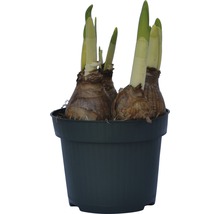 Bulbi de flori într-un ghiveci