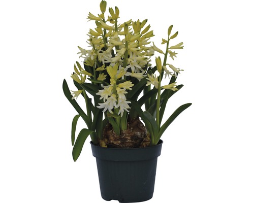 Zambile FloraSelf Hyacinthus orientalis ghiveci Ø 12 cm alb