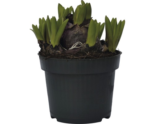 Bulb de zambile în ghiveci cu lăstari verzi