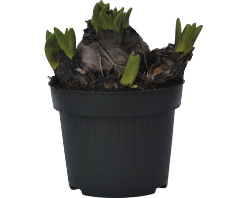 Zambila în ghiveci cu lăstari verzi