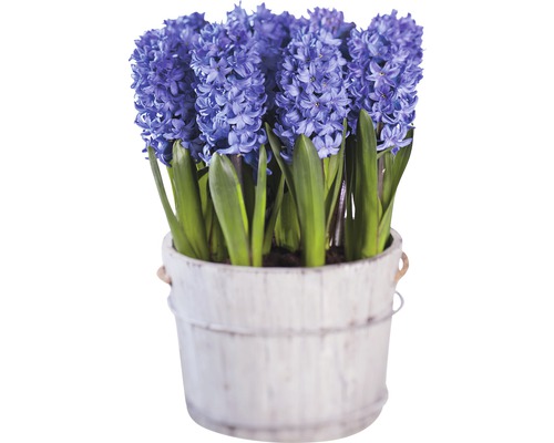 Zambile FloraSelf Hyacinthus orientalis 'Blue Star' ghiveci Ø 16 cm albastru Zambile albastre într-o găleată decorativă