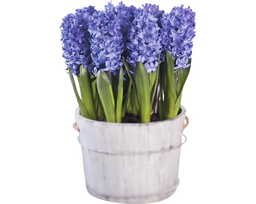 Zambile FloraSelf Hyacinthus orientalis 'Blue Star' ghiveci Ø 16 cm albastru