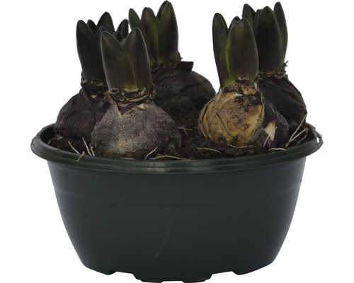 Bulbi de zambile într-un ghiveci