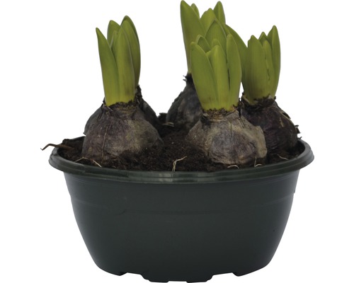 Bulbi de zambile într-un ghiveci