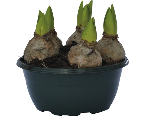 Bulbi de flori într-un ghiveci