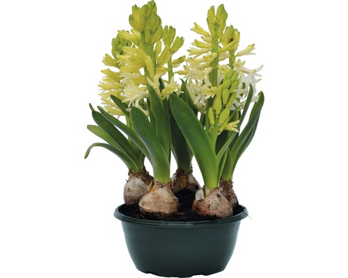 Zambile FloraSelf Hyacinthus orientalis 'White Pearl' | HORNBACH