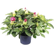 Rhododendron în ghiveci cu boboci de flori
