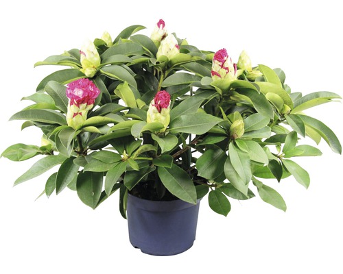 Rhododendron în ghiveci cu boboci de flori