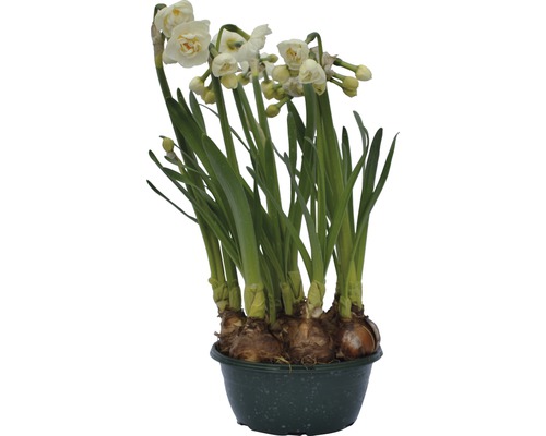 Narcise FloraSelf Narcissus pseudonarcissus 'Bridal Crown' ghiveci Ø 16 cm alb