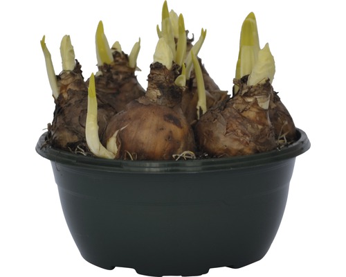 Bulbi de narcise într-un vas de plantare