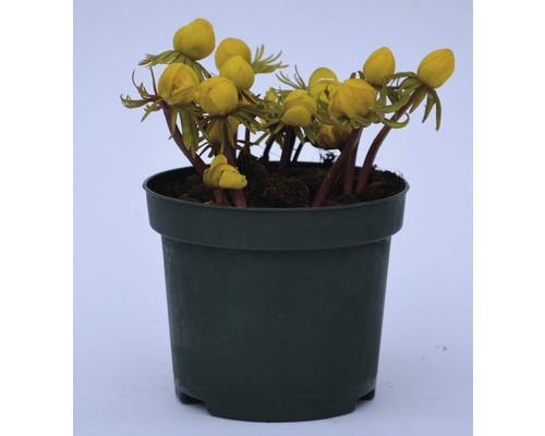 Grâușor de iarnă în ghiveci