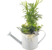 Plantă de interior în vas din zinc cu formă de stropitoare