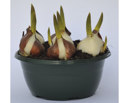 Bulbi de flori într-un ghiveci cu pământ