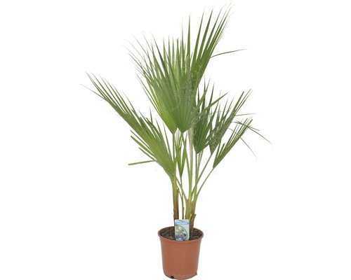 Palmier FloraSelf Washingtonia robusta H 80 cm ghiveci Ø 21 cm