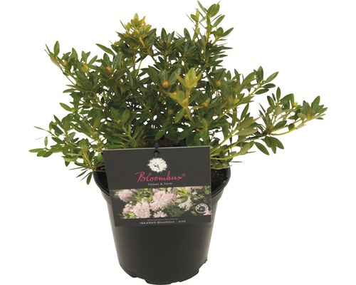 Rododendron într-un ghiveci
