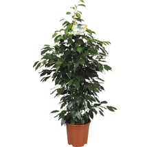 FloraSelf Ficus benjamina 'Danielle' H 110 cm ghiveci Ø 21 cm-thumb-0
