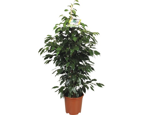 FloraSelf Ficus benjamina 'Danielle' H 110 cm ghiveci Ø 21 cm