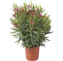 Leandru tricolor FloraSelf Nerium oleander H 40-60 cm ghiveci Ø 25 cm-thumb-0
