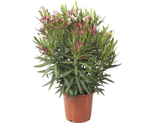 Leandru tricolor FloraSelf Nerium oleander H 40-60 cm ghiveci Ø 25 cm-0