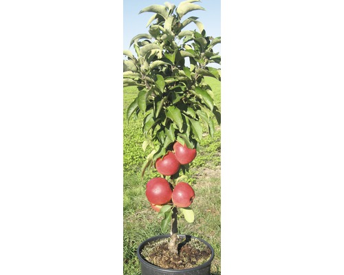 Măr în ghiveci cu mere