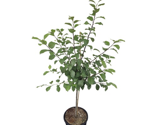 Prun în ghiveci cu frunze verzi