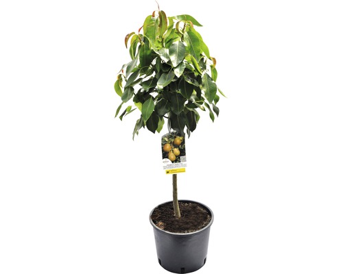 Bio Pom fructifer păr pitic FloraSelf Bio Pyrus communis 'Delsanne' H ca. 60-80 cm Co 7,5 L