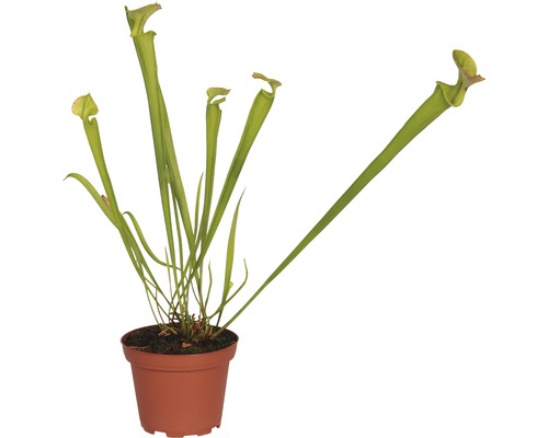 Plantă cană în ghiveci