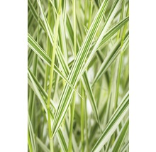 Iarbă decorativă FloraSelf Phalaris arundinacea 'Feesey' H 10-30 cm Ø 14 cm