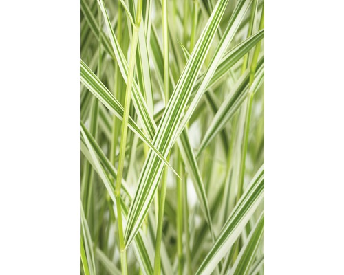 Iarbă decorativă FloraSelf Phalaris arundinacea 'Feesey' H 10-30 cm Ø 14 cm Iarbă ornamentală decorativă cu frunze dungate.
