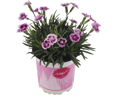 Dianthus Pink Kisses/ Garofiță roz, ghiveci Ø 5,5 cm