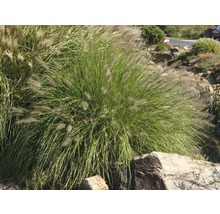 Iarbă decorativă FloraSelf Pennisetum alopecuroides 'Hameln' H 5-30 cm Ø 14 cm