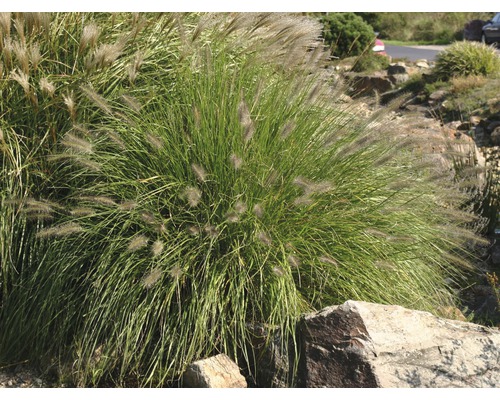 Tufe de iarbă în grădină