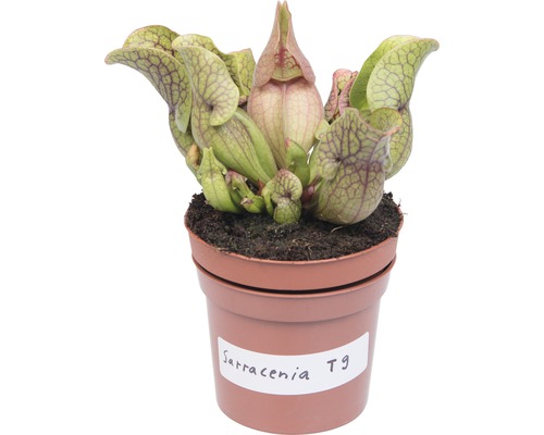 Plantă carnivoră Sarracenia în ghiveci