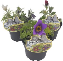 Trei ghivece cu dediței din colecția Rock Collection