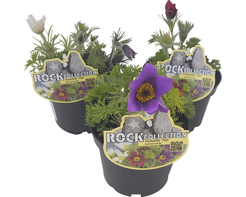 Trei ghivece cu dediței din colecția Rock Collection