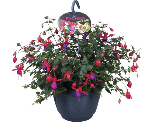 Cerceluș FloraSelf Fuchsia-Cultivars ghiveci Ø 21 cm
