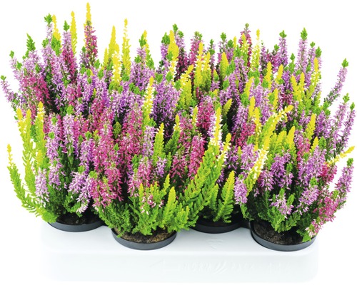 Calluna FloraSelf Calluna vulgaris 'Beauty Ladies'Starline Trio ghiveci Ø 9,5 cm Plante de Calluna vulgaris, erică, în ghiveci