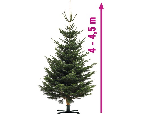 Brad Nordmann cu o înălțime de 4 până la 4,5 metri