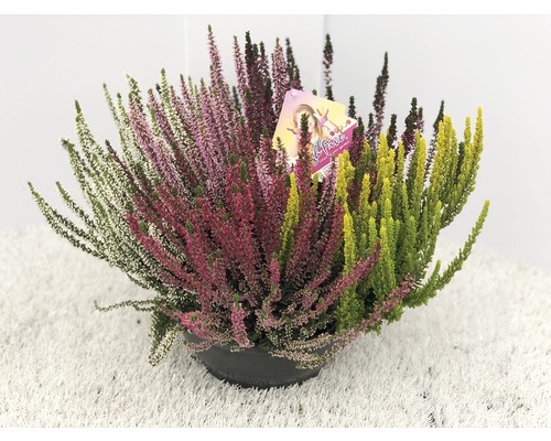 Calluna FloraSelf Calluna vulgaris 'Beauty Ladies High Five' ghiveci Ø 23 cm Plantă de erică pestriță în ghiveci