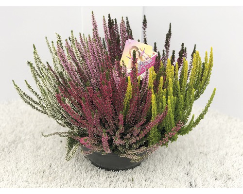 Calluna FloraSelf Calluna vulgaris 'Beauty Ladies High Five' ghiveci Ø 23 cm