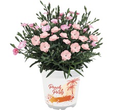 Garofițe FloraSelf Dianthus 'Peach Party' ghiveci Ø 10,5 cm