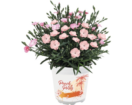Garofițe FloraSelf Dianthus 'Peach Party' ghiveci Ø 10,5 cm