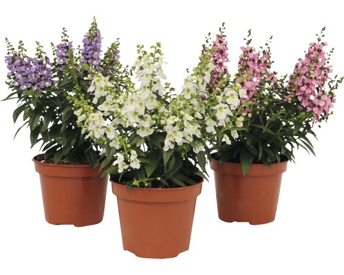 Trei plante la ghiveci cu flori